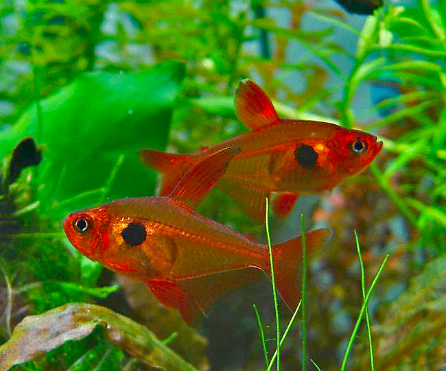 Hyphessobrycon sweglesi